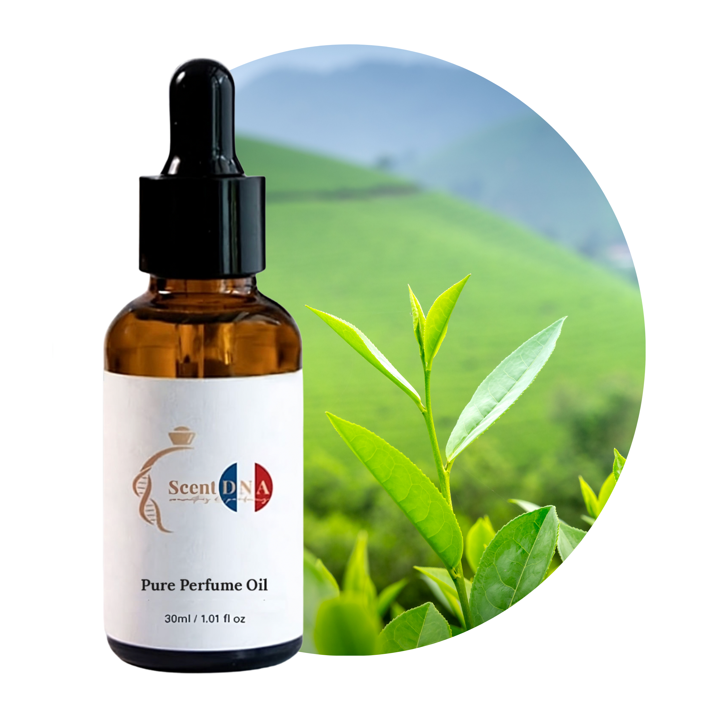 زيت عطر شجرة الشاي
