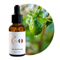 Bergamot Waters Perfume Oil