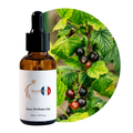 زيت عطر الكشمش الأسود