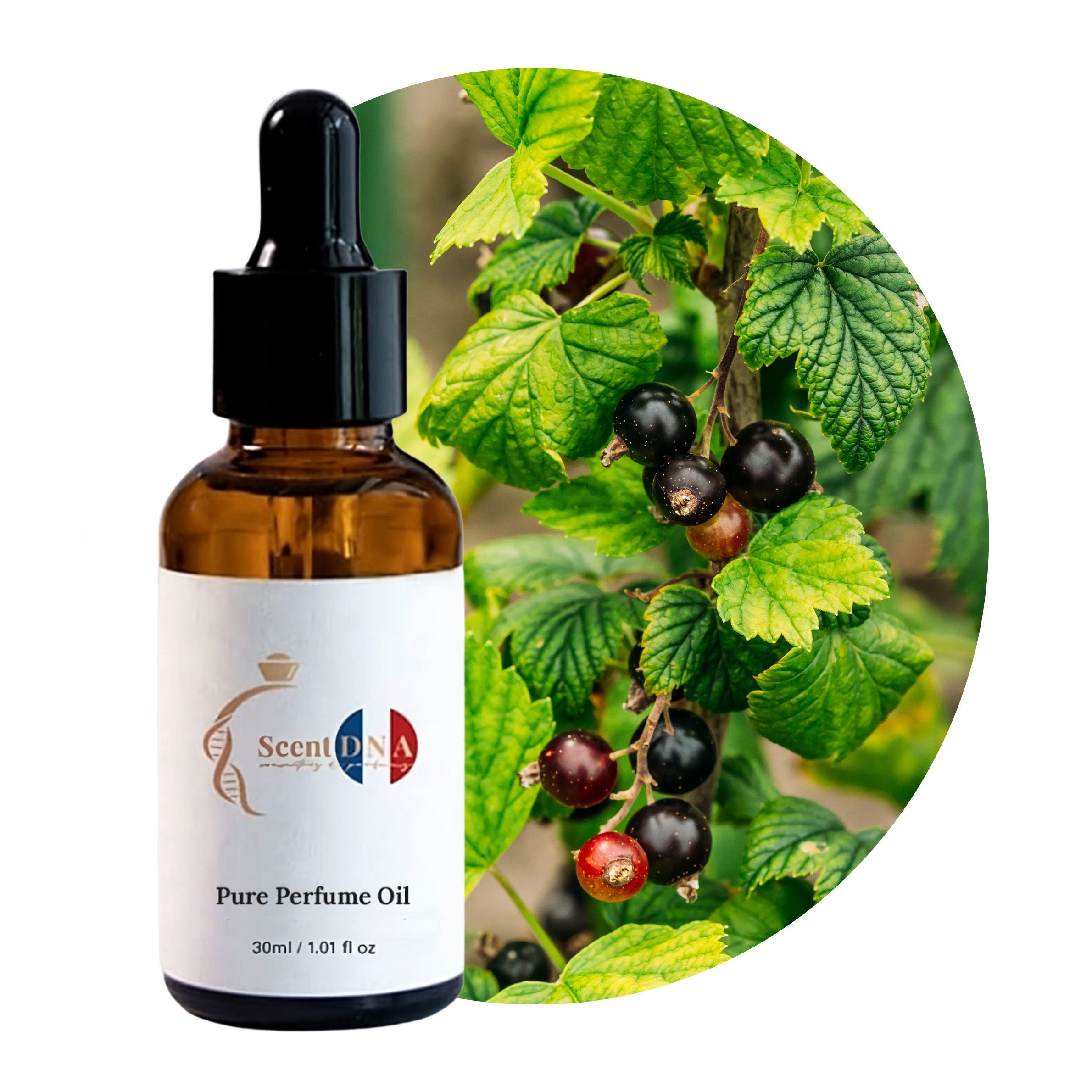 زيت عطر الكشمش الأسود