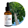 Mahogany Perfume Oil