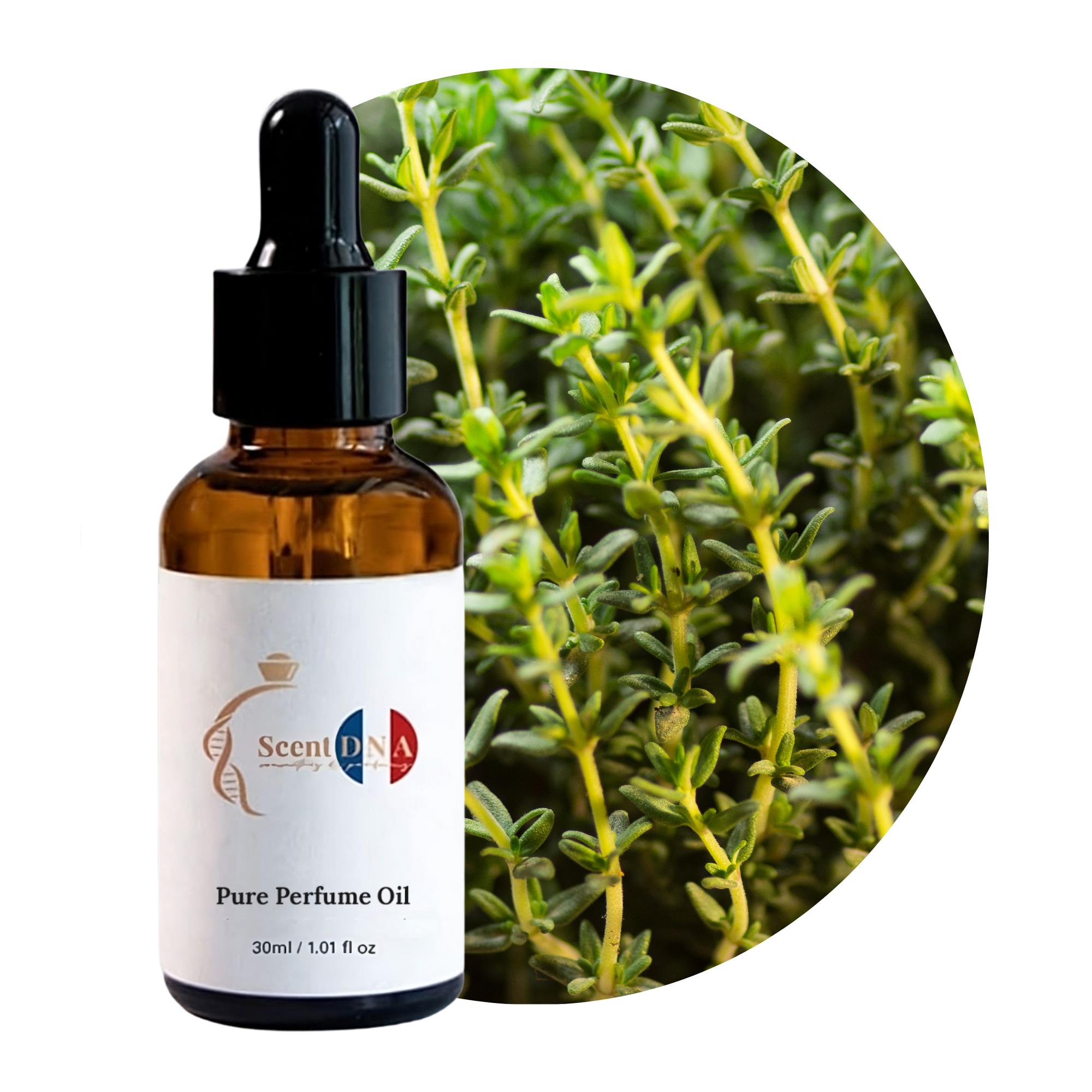 Thyme Perfume Oil