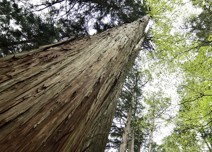 Iso E Super (Perfume Fixative & Booster)