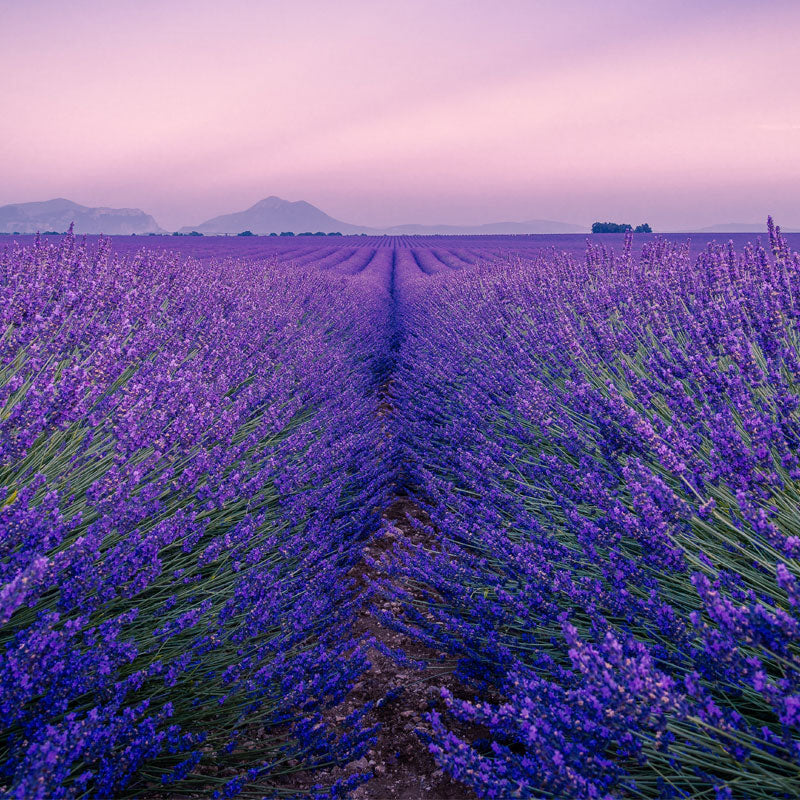 Lavender Essential Oil
