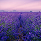 Lavender Essential Oil